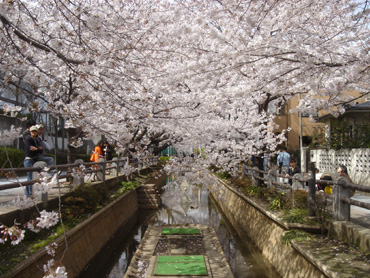 2006Ohanami2