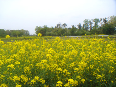 Nasu2009050510