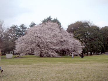 hanami201004-1.jpg