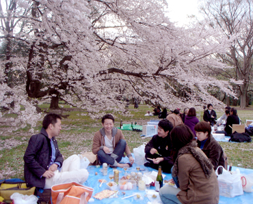 hanami201004-2.jpg